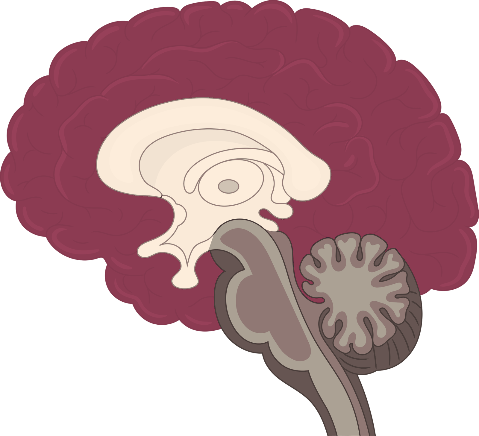 Capas del cerebro