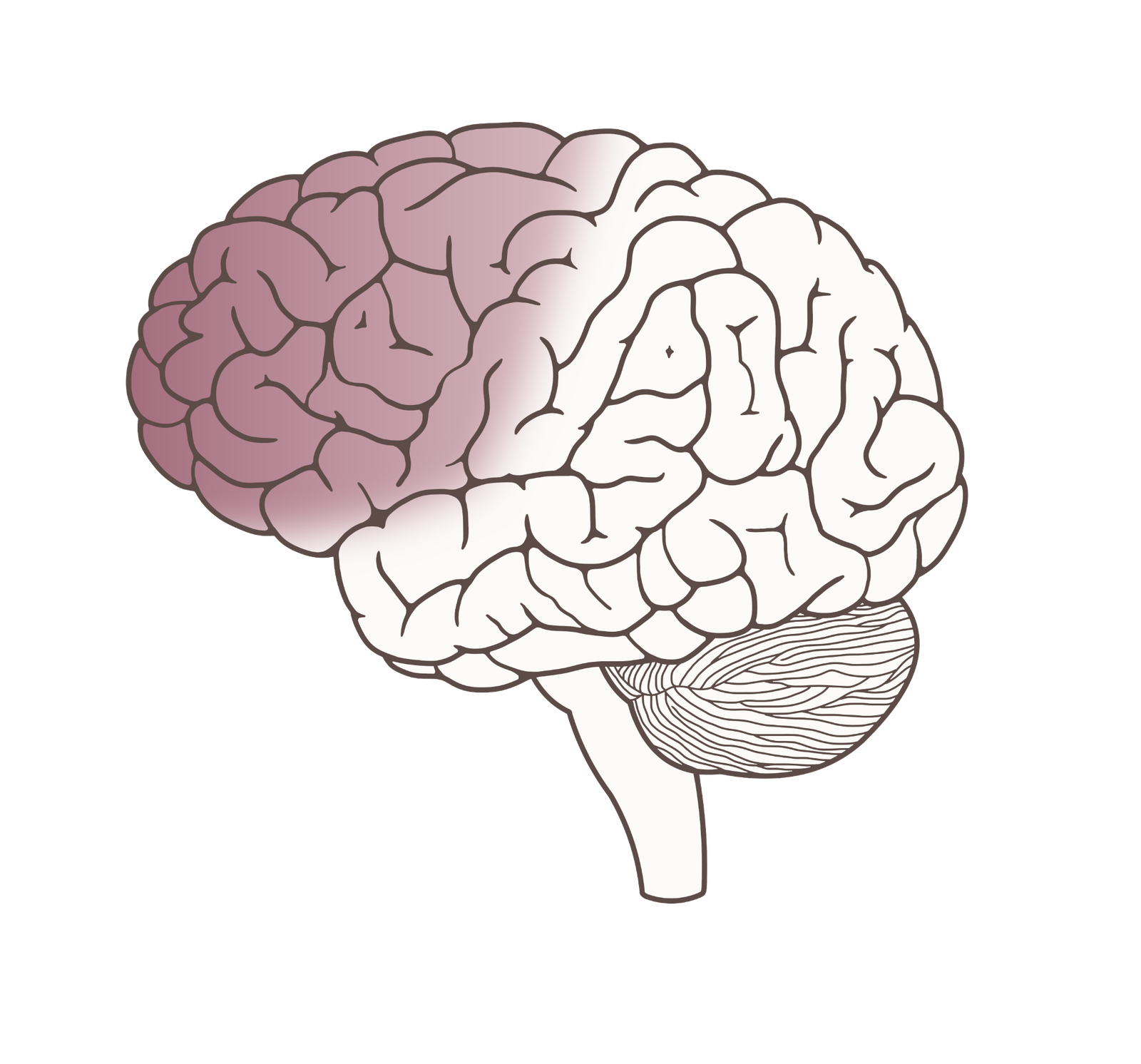 Lóbulos del cerebro
