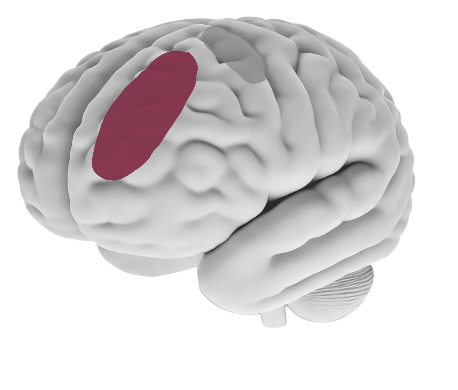 Corteza prefrontal